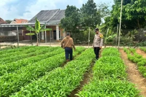 BINA-WARGA-Polsek-Simpang-Pematang-56